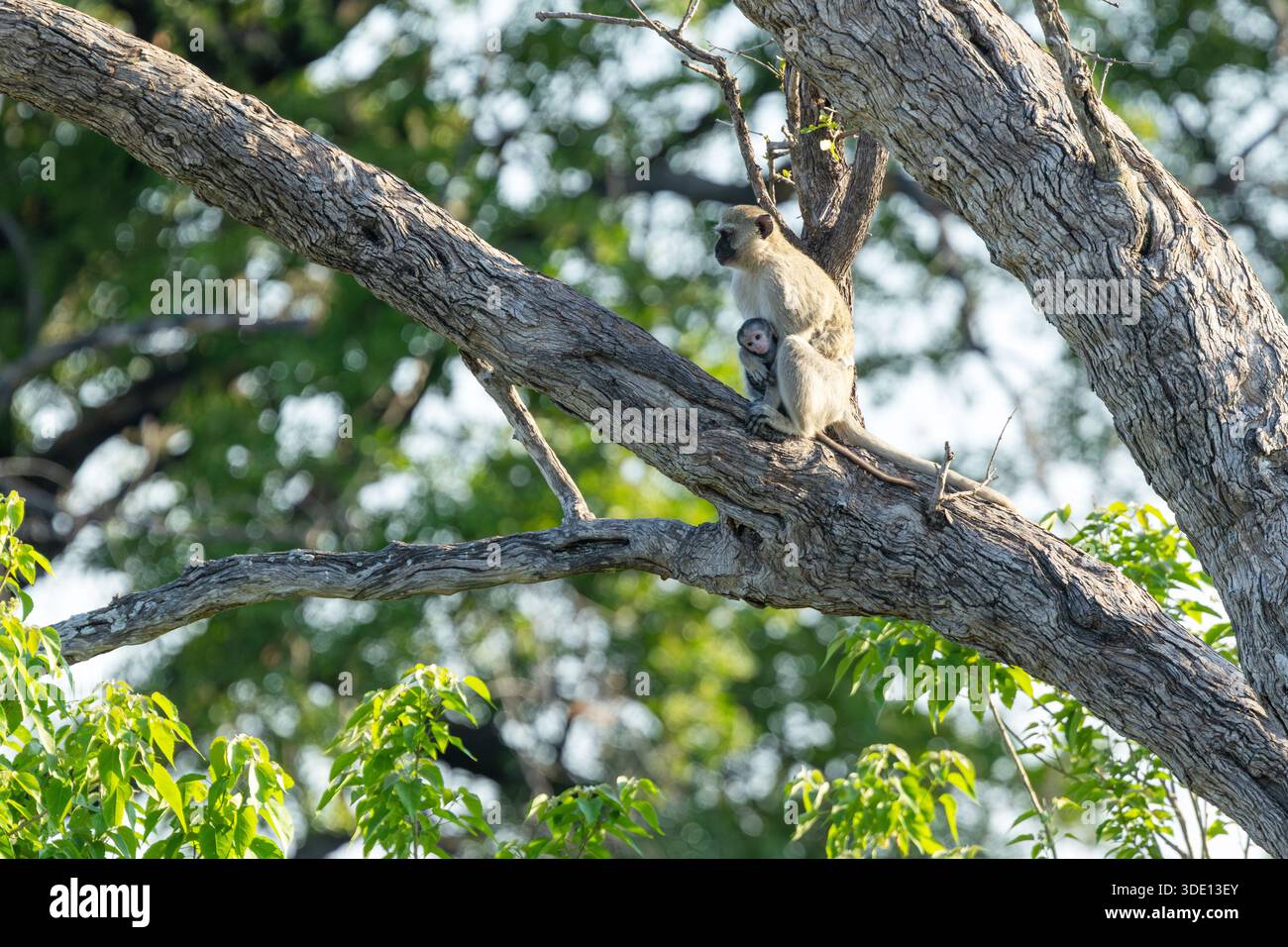 Ein Rotvetaffe mit einem Baby, das an einem heißen Tag in einem großen Baum sitzt, im Moremi Game Reserve, Botswana Stockfoto