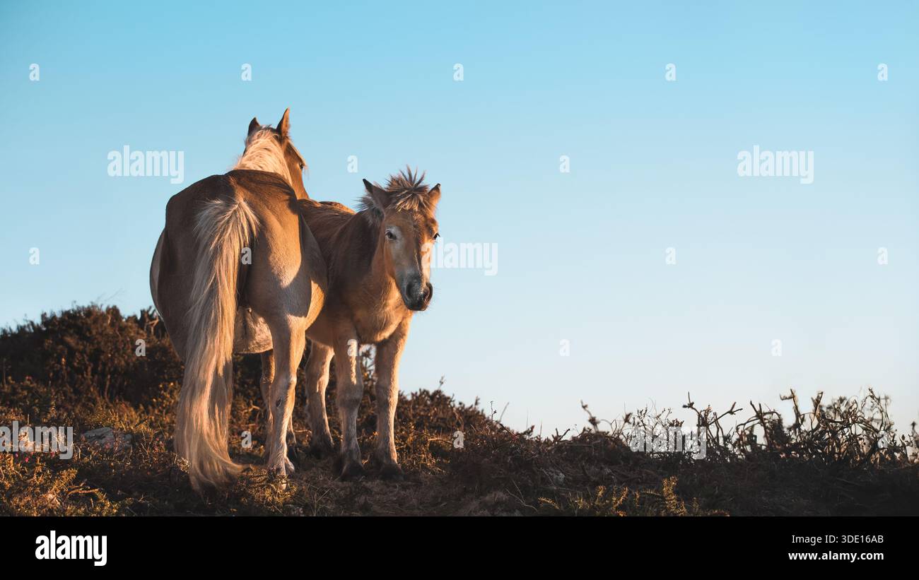 Eine Stute mit ihrem Fohlen sonnt sich früh am Morgen während des Sonnenaufgangs in Sierra del Sueve, Kopierraum, horizontal, 16:9 Stockfoto