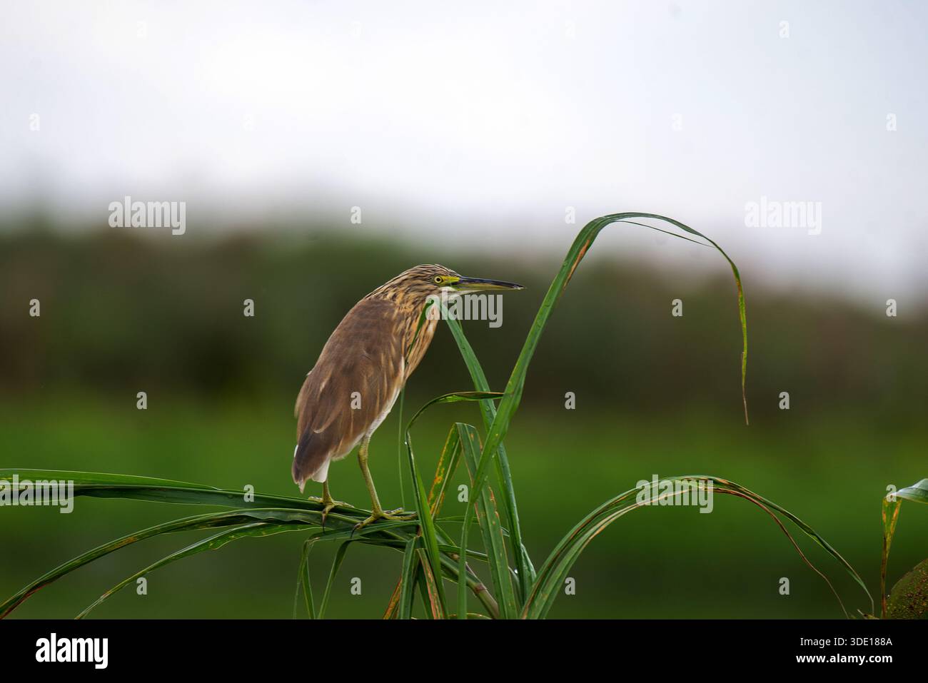 Squacco Reiher (Ardeola ralloides) - Lake Victoria Uganda Stockfoto