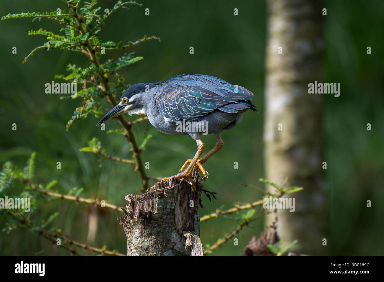 Streifenreiher (Butorides striata) am Nil in Jinja Stockfoto