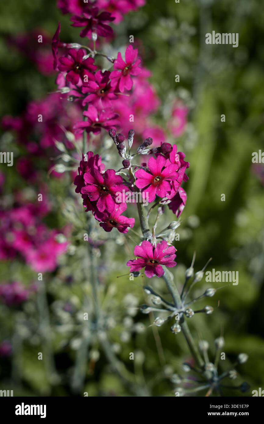 Nahaufnahme der Primula pulverulenta. Leuchtend rosa Blüten mit zarter Blütenstruktur. Frühlings-Zierpflanze, botanische Ästhetik Stockfoto