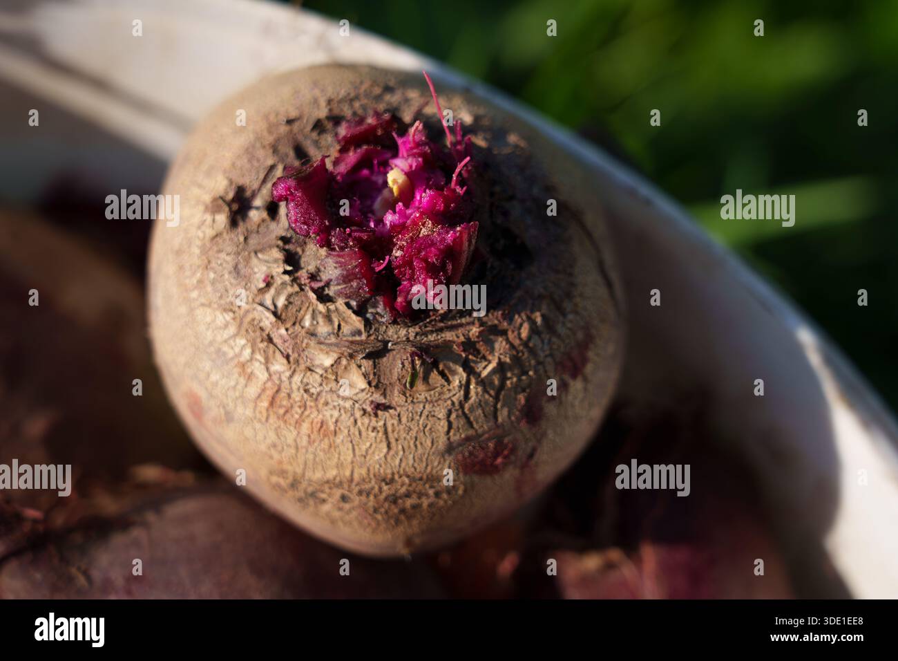 Großaufnahme rohe Rote Bete aus dem Garten zeigt tiefes magentafarbenes Fleisch, zerrissene erdige Haut mit Bodenflecken Stockfoto