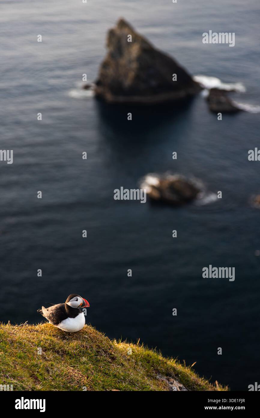 Papageitaucher Stockfoto