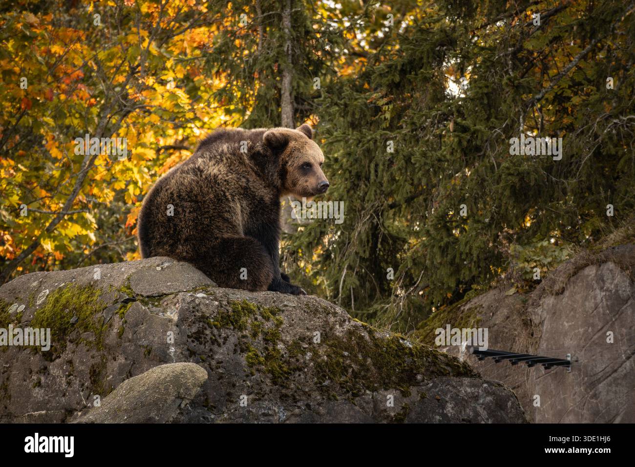 Der Braunbär (Ursus Arctos) sitzt in der Herbstsaison in Schweden auf Rock. Ein großes Pelztier auf Stein in Skansen im Herbst. Stockfoto