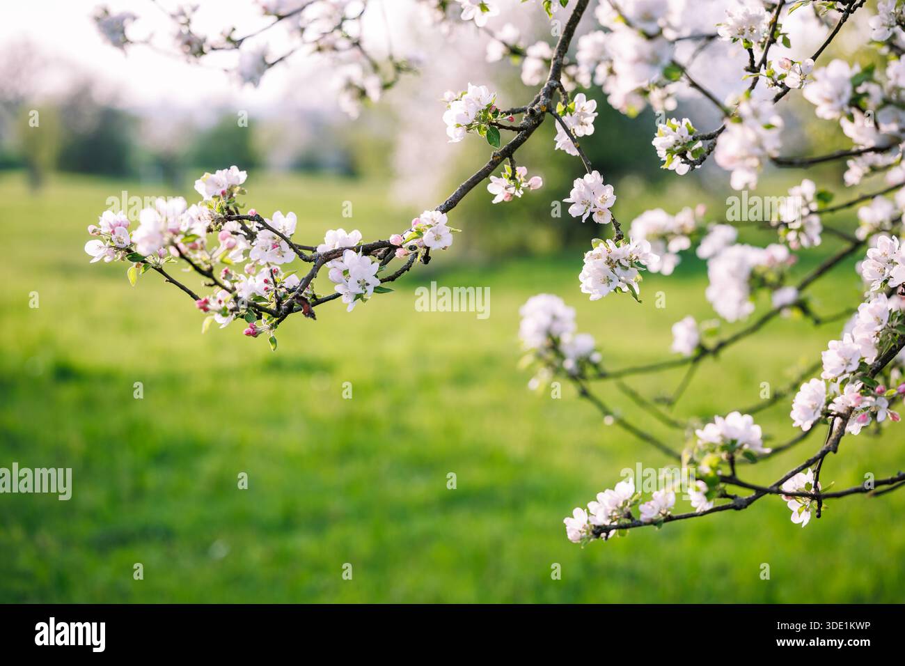 Apfelblüte im Frühling. Blühender Ast im Obstgarten. Natürlicher Hintergrund Stockfoto