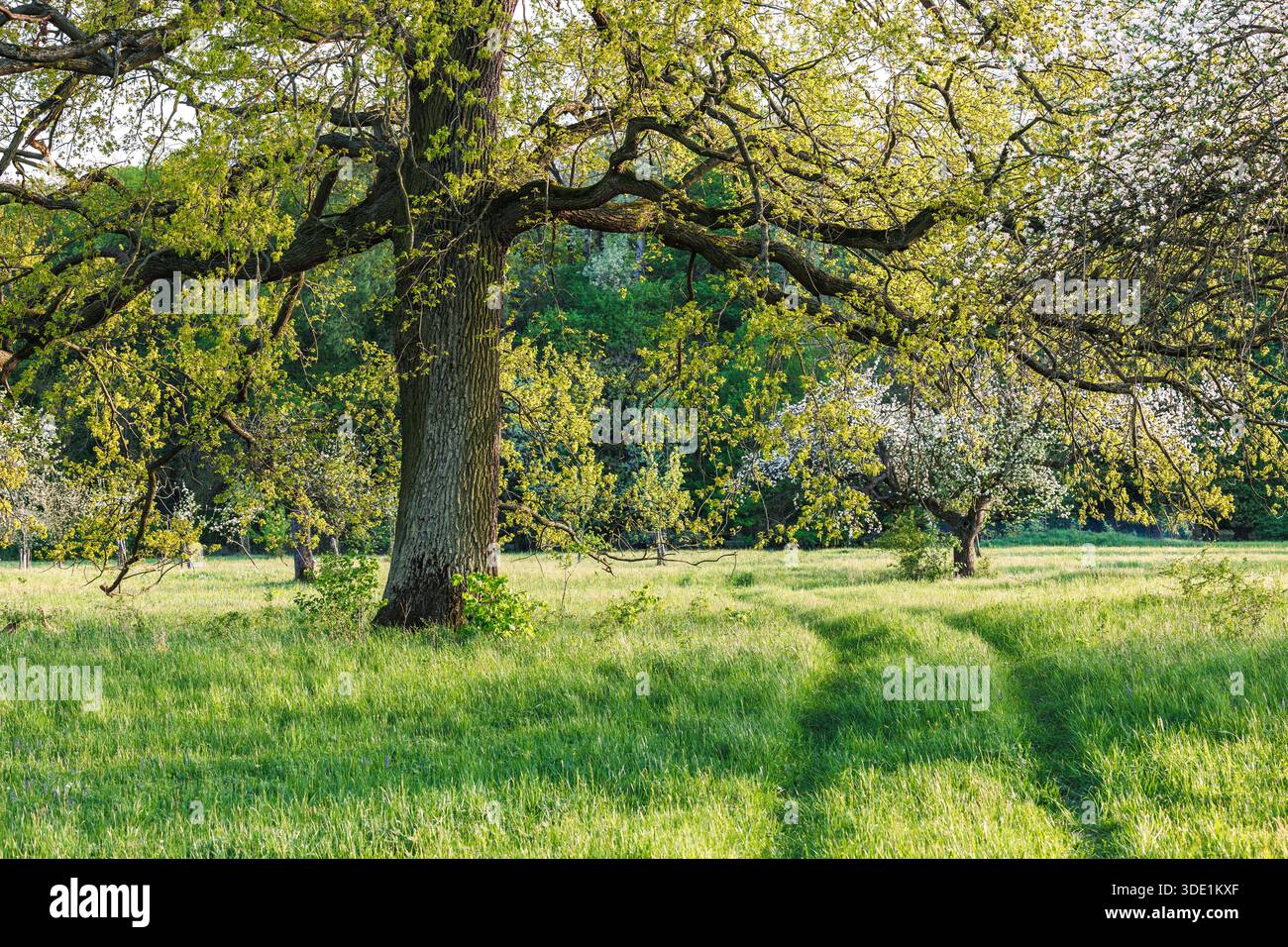 Mächtige alte Eiche mit frischen grünen Blättern auf langen Zweigen im Frühlingsgarten. Ländliche Naturlandschaft Stockfoto