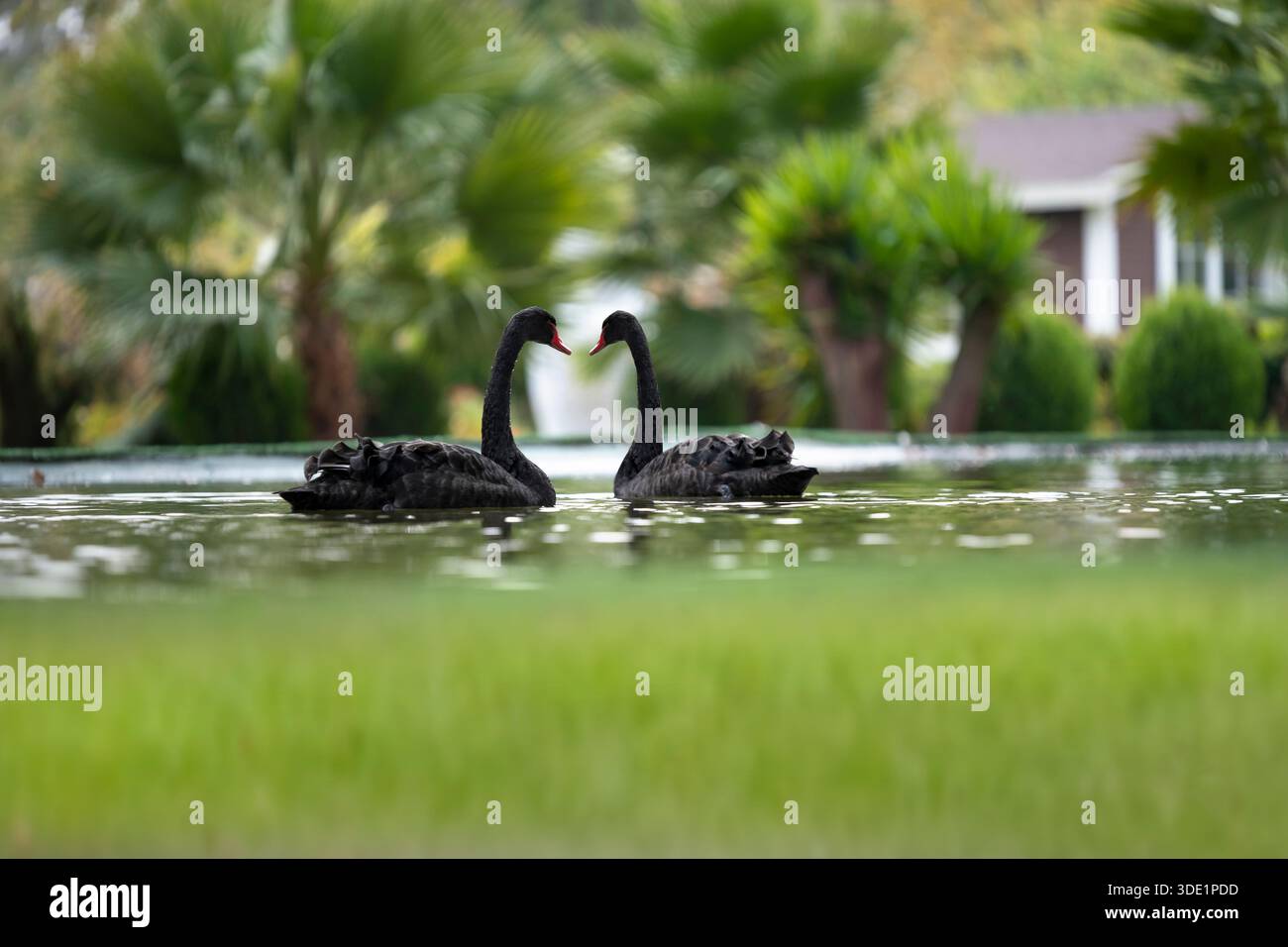 Zwei schwarze Schwäne, die romantisch zusammen eine Herzform auf dem See erzeugen Stockfoto