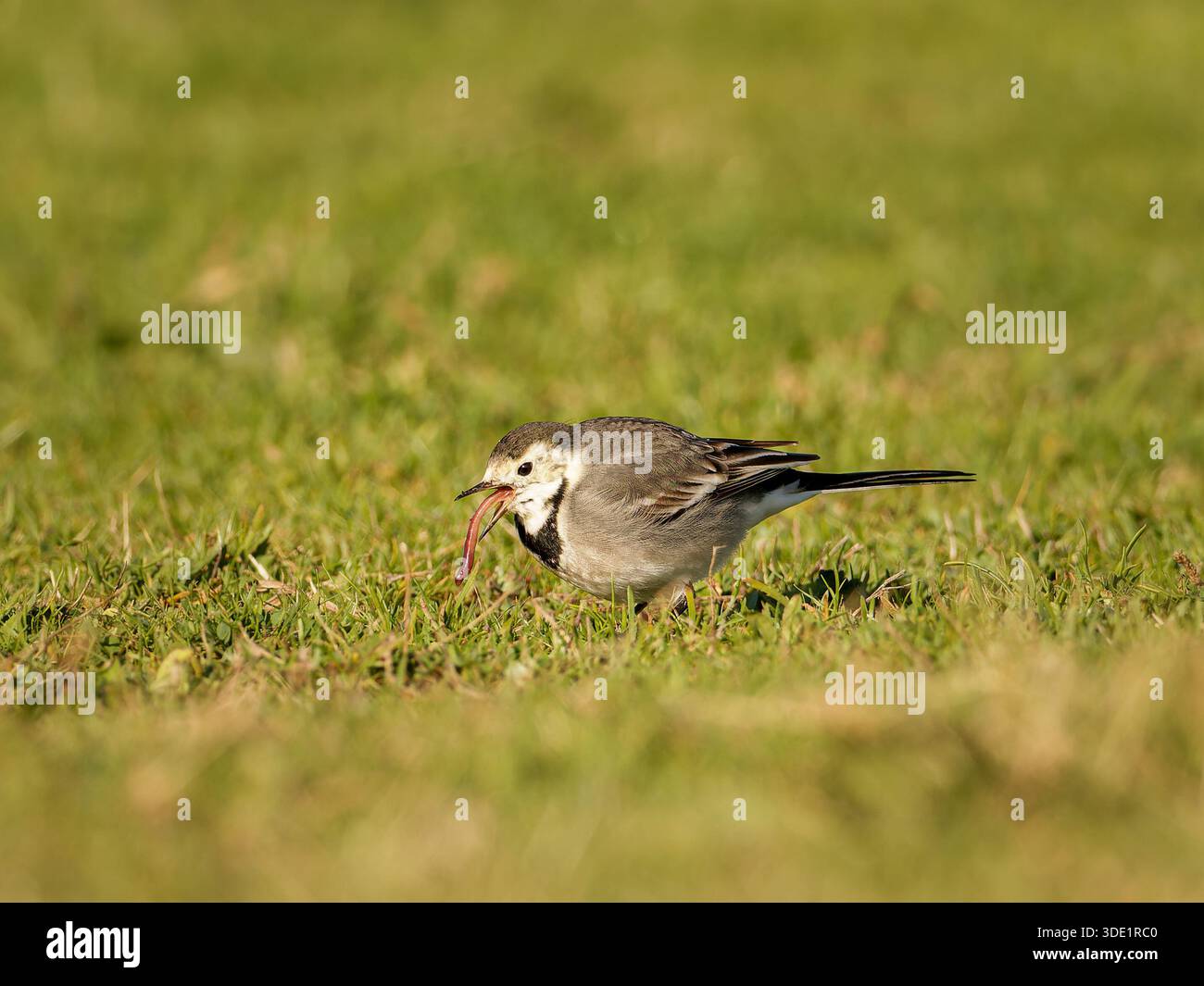 Weißer Wagtail (Motacilla alba) stehend und auf grasbewachsenem Boden, kleiner Passerine, natürliches Verhalten, offener Lebensraum, Europa. Stockfoto