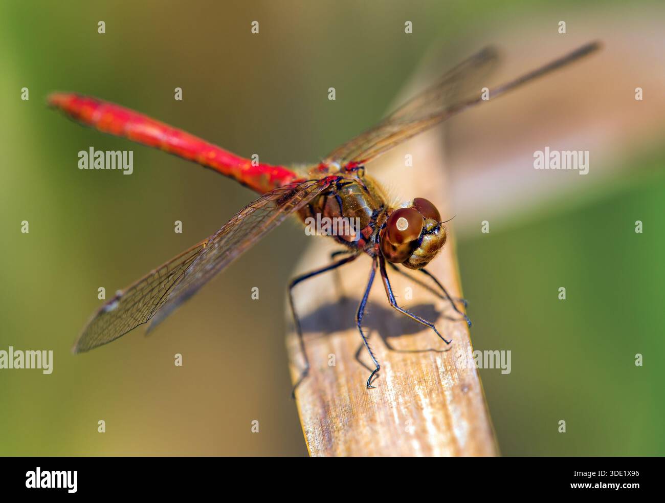 Rote Libelle im lateinischen Sympetrum sanguineum Insekt Stockfoto
