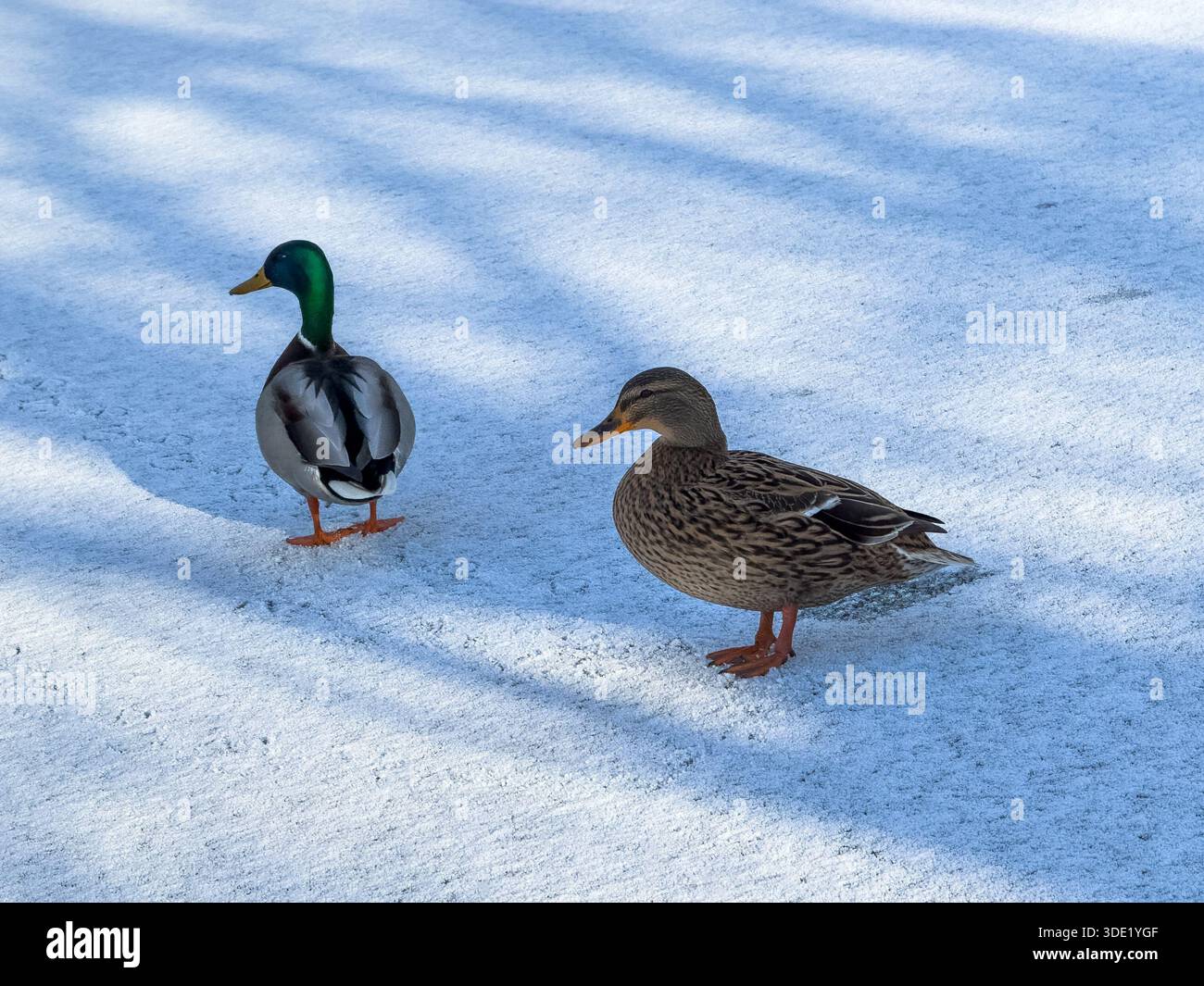 Stockenten auf gefrorenem Kanal - Smartphone-aufgenommenes Stockfoto