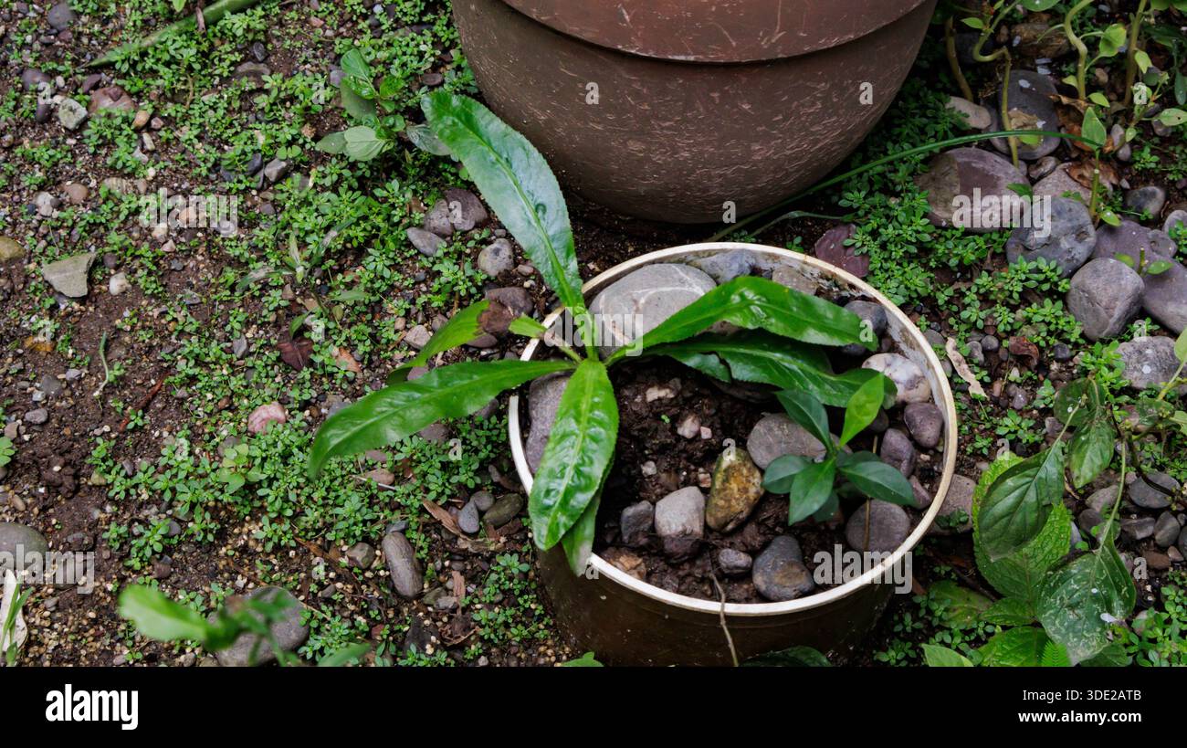 Koriander-Pflanze in einen Topf Stockfotografie - Alamy