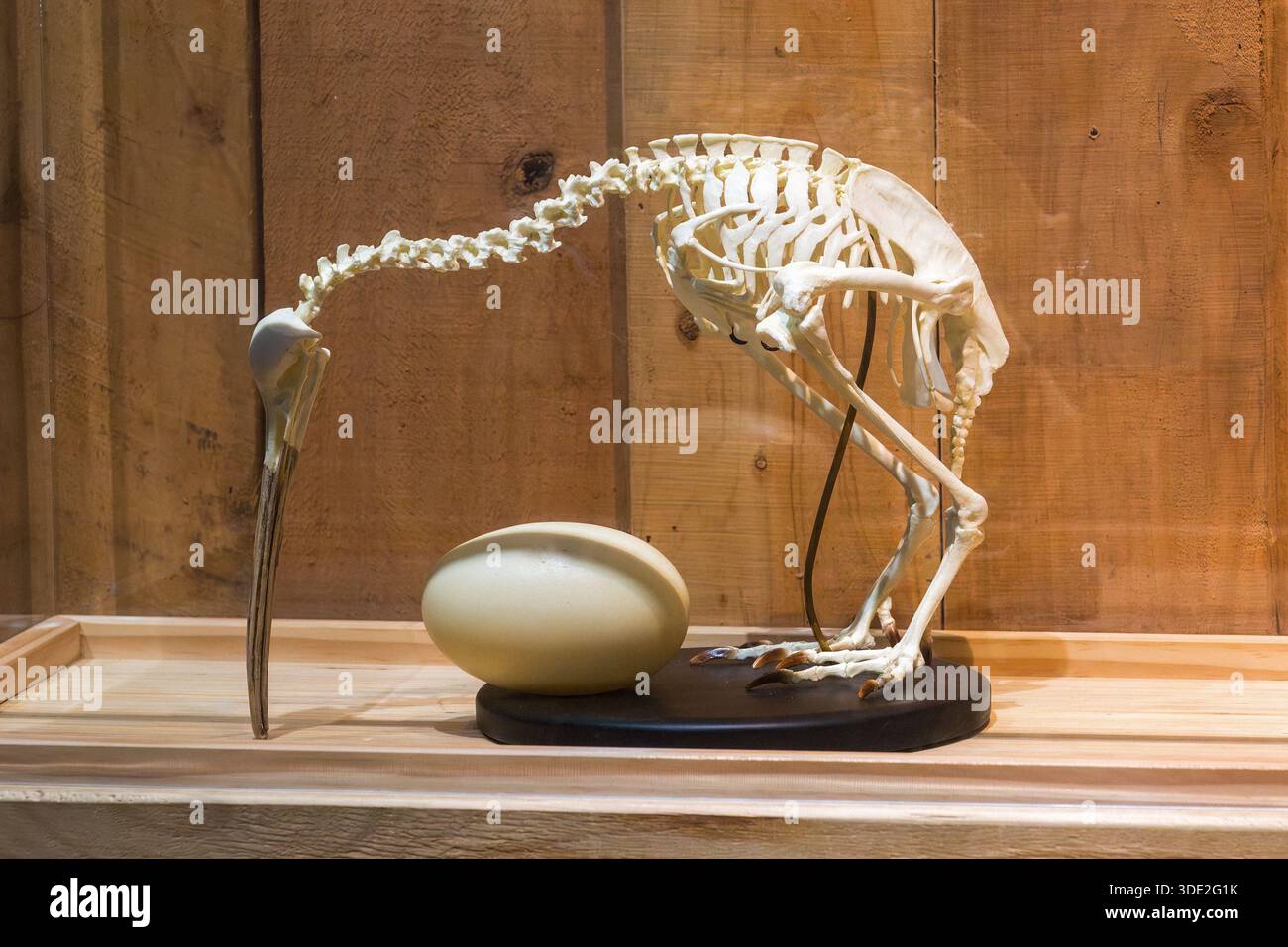 Das Skelett eines Kiwis, eines flugunfähigen Vogels, der in Neuseeland endemisch ist, und sein massives Ei Stockfoto
