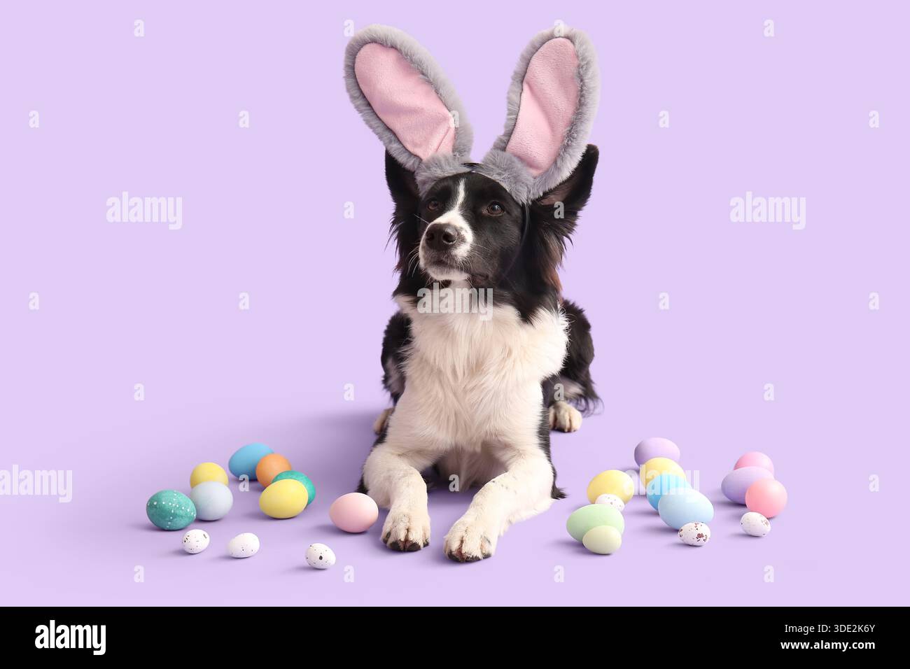 Niedlicher Border Collie Hund in Hasenohren mit Ostereiern auf Fliederhintergrund Stockfoto