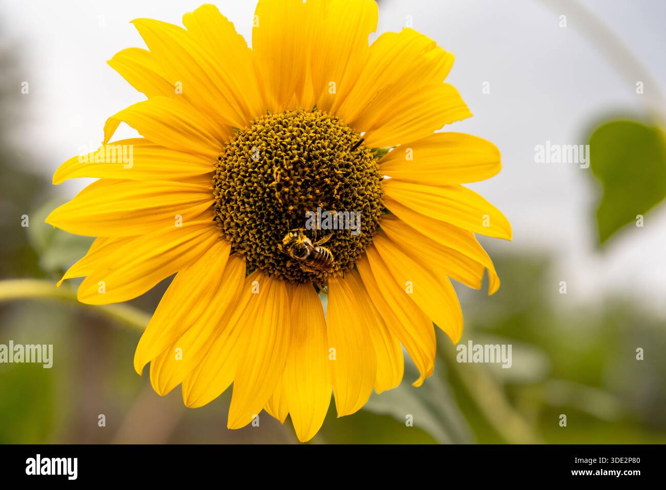 Biene bedeckt mit Pollen auf einer hellgelben Sonnenblume, helianthus, asteraceae, Lumberton, New Mexico, USA. Stockfoto