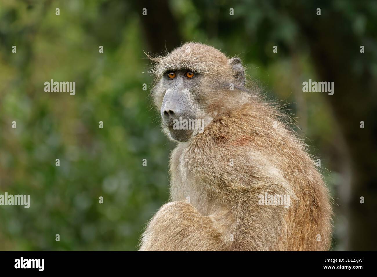 Porträt eines Chacma-Pavians (Papio ursinus) im natürlichen Lebensraum Südafrika Stockfoto