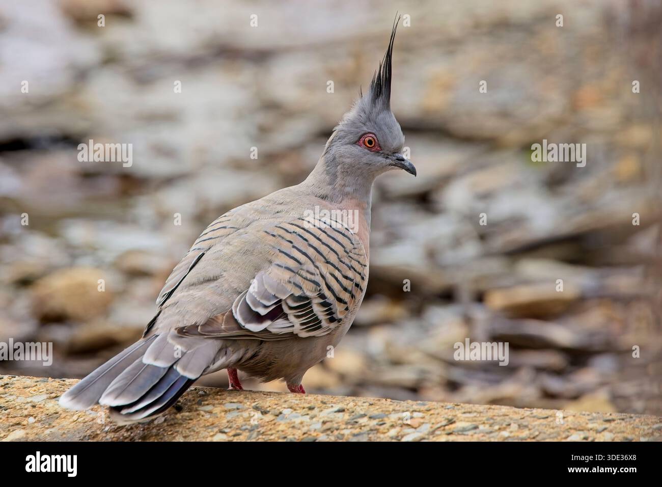 Crested Pigeon (Ocyphaps lophotes), am Boden im Belair National Park, Adelaide, South Australia. Stockfoto