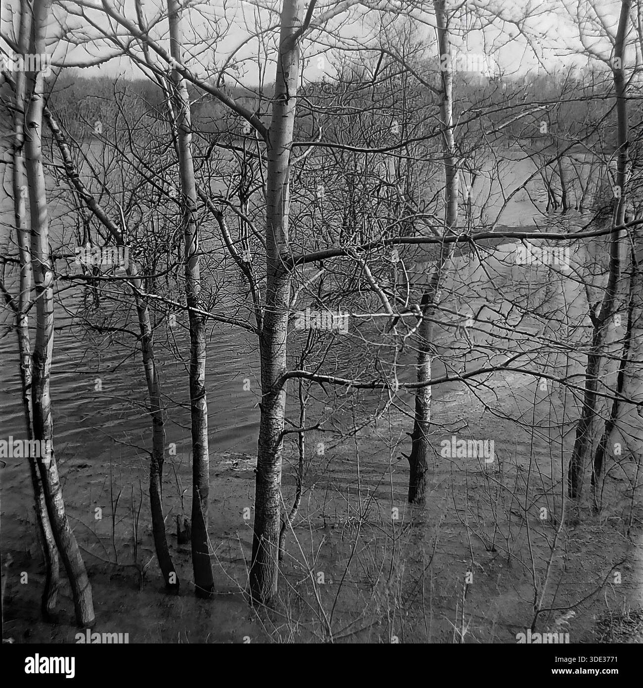 Das monochrome Archivfoto aus der Sowjetzeit der 1980er Jahre zeigt eine Nahaufnahme der schlanken Baumstämme, die in den überfluteten Gewässern des „Appendizitis“-Rückwassers in der Nähe von Brusino, Donezk, Ukraine UdSSR stehen. Der hohe Wasserspiegel des Seversky Donets River taucht den Waldboden und umgibt die strukturierte Rinde der blattlosen Bäume. Das komplizierte Netz von Ästen erzeugt ein dichtes Muster an der Wasseroberfläche. Diese detaillierte Naturstudie fängt die ruhige und doch raue Atmosphäre der saisonalen Frühlingsflut im friedlichen Donbass vor dem Krieg ein Stockfoto