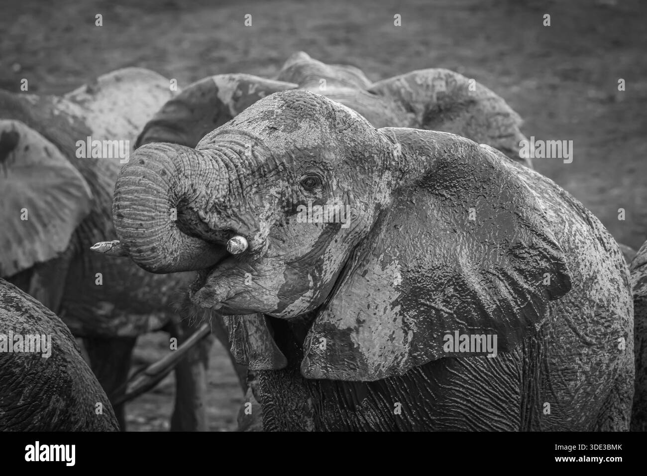 Teil einer Sammlung wilder afrikanischer Elefanten, die meistens trinken oder sich beeilen, zusammen mit Baby-Elefanten spielen. Stockfoto