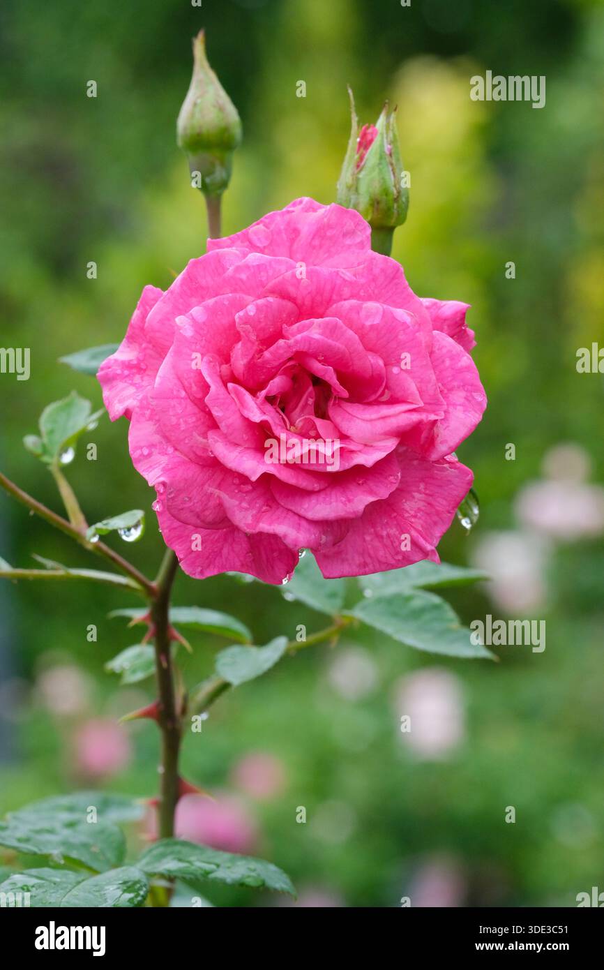 ROSE Gloriana, Rose Chewpope, Climbing Rose, Miniatur Kletterer, komplett doppelt rosa-lila Blüte Stockfoto
