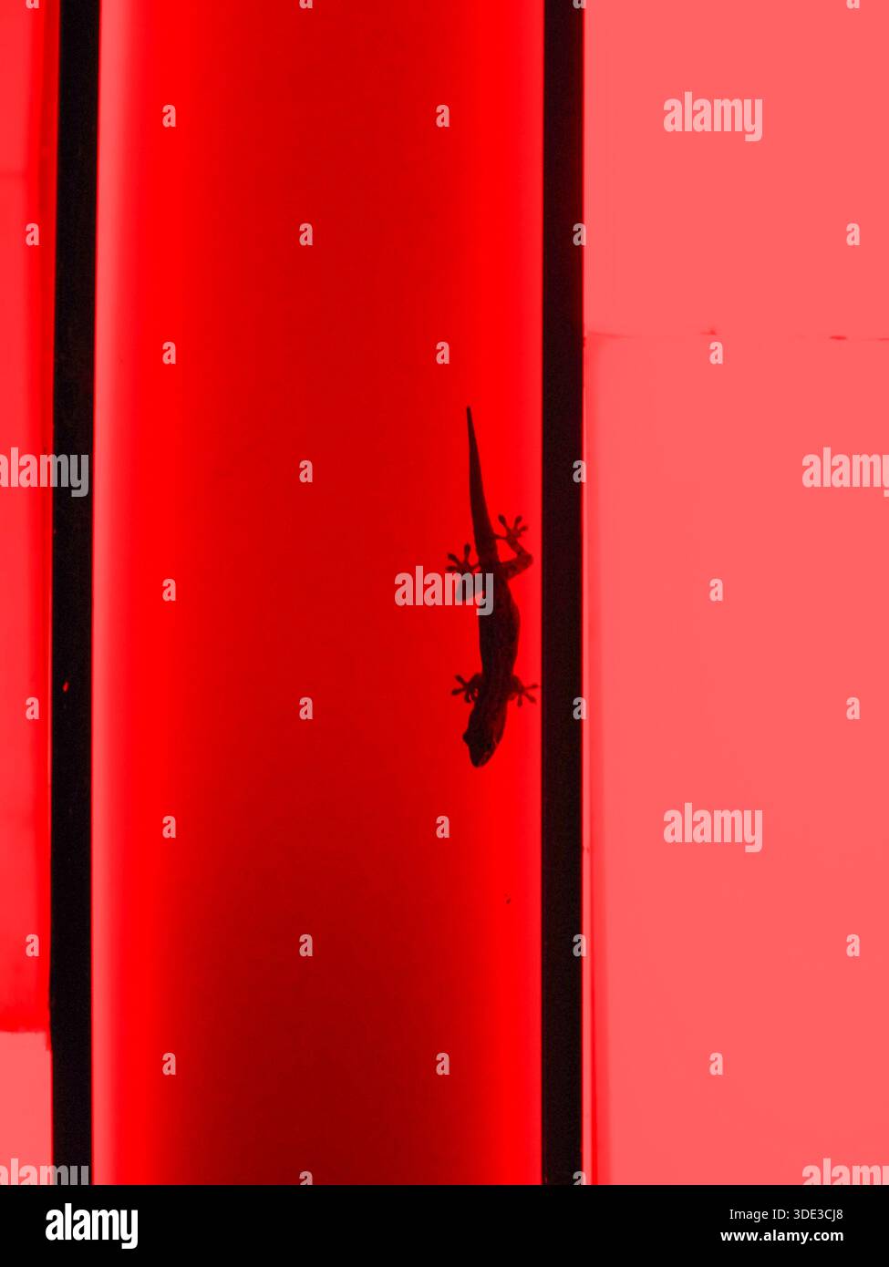 Minimalistischer Schuss einer Hausechse (Geckos), die sich an einer Oberfläche vor einem leuchtend roten Hintergrund festklammert. Das Bild weist einen starken Kontrast auf Stockfoto