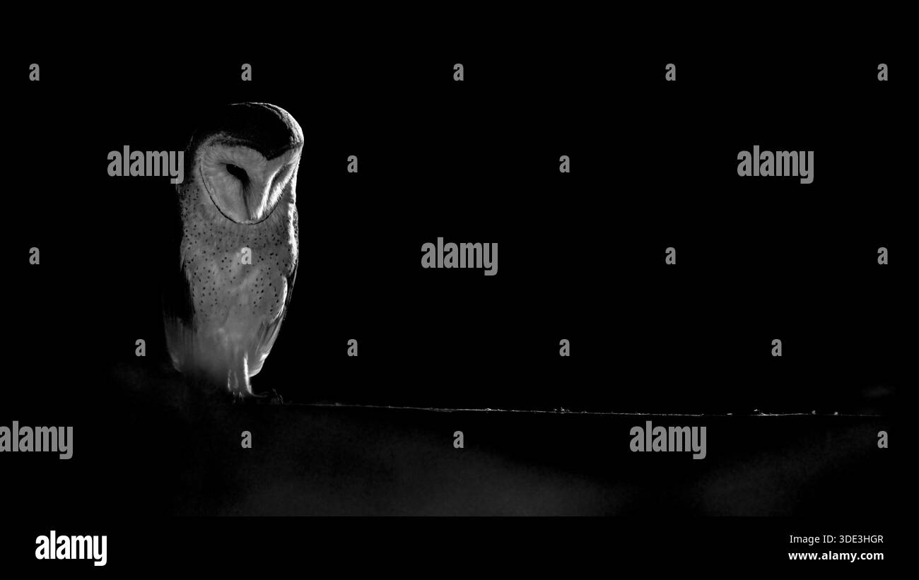 Eine Scheuneneule (Tyto alba) im Schatten, umgeben von Dunkelheit. Mystische Atmosphäre in Schwarz-weiß, Ostwestfalen, Nordrhein-Westfalen, Deutschland Stockfoto