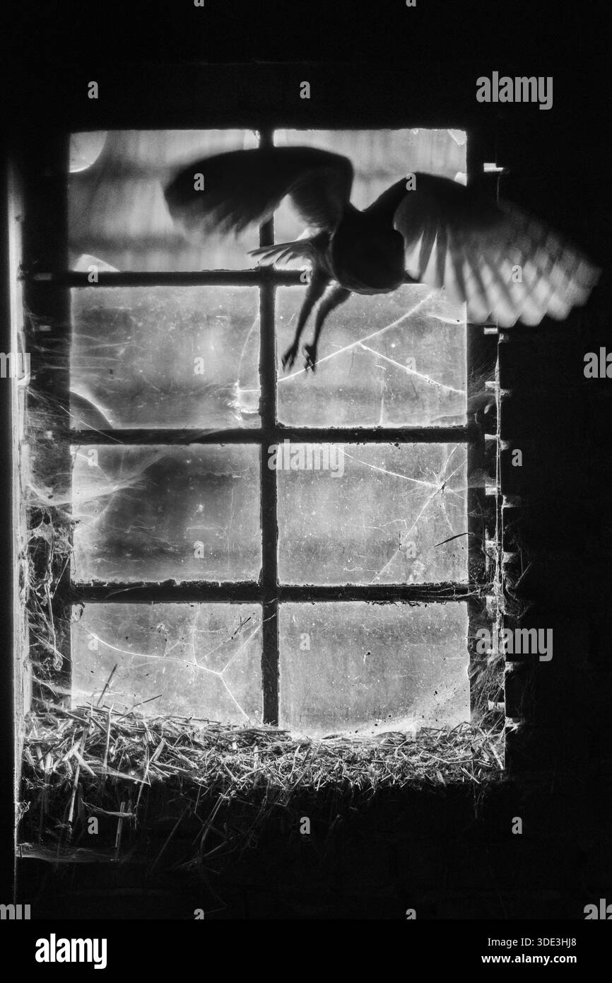 Eine gemeine Scheuneneule (Tyto alba) fliegt schattenhaft und geheimnisvoll durch ein altes Fenster mit geteilten Scheiben mit Spinnweben in einem Hochkontrast Stockfoto