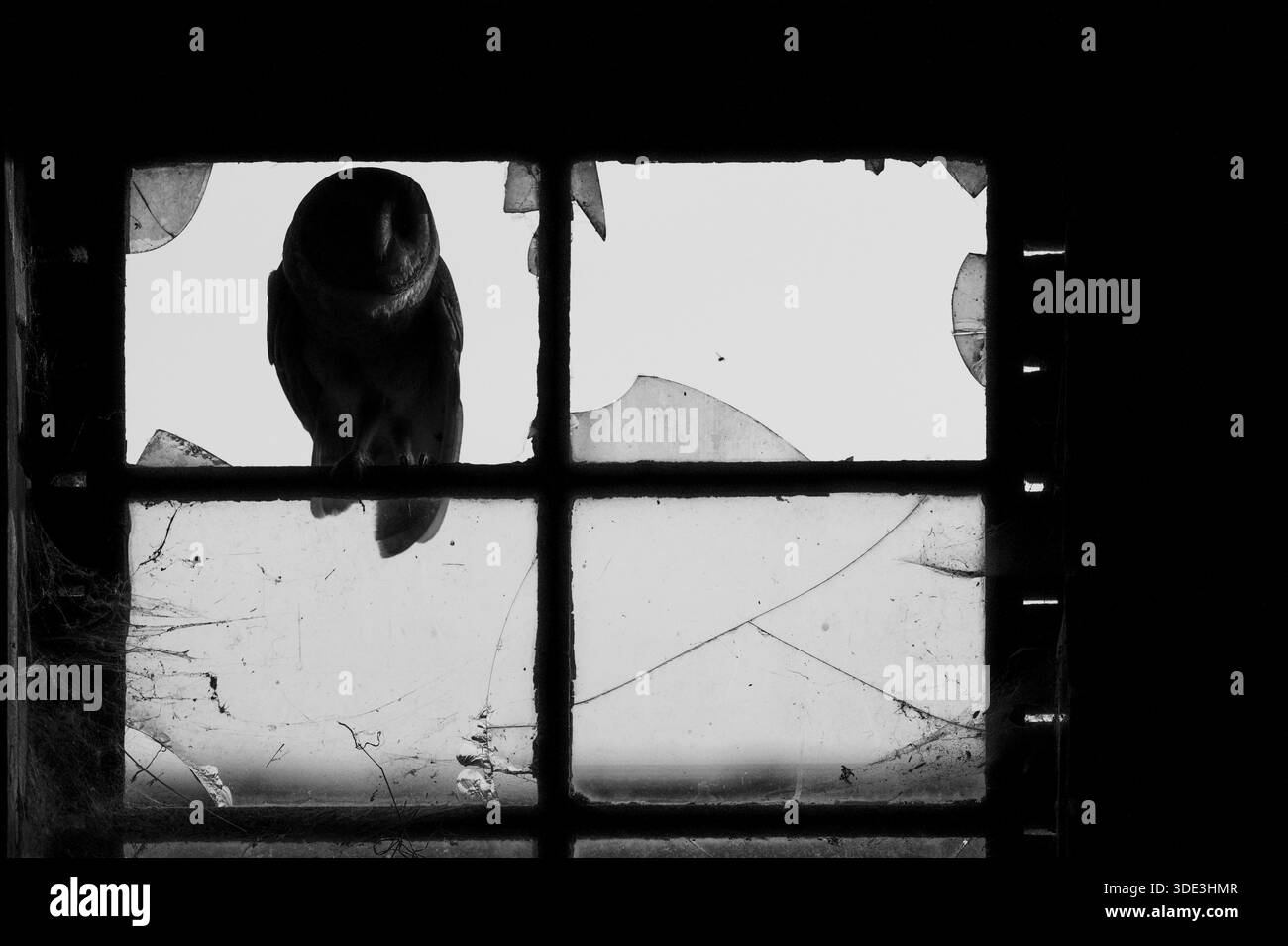 Eine gemeine Scheuneneule (Tyto alba) sitzt in einem alten Scheunenfenster mit Glasscheiben im Loft einer alten Scheune, umgeben von Heu, in einem rustikalen, holzgesäumten Fenster Stockfoto