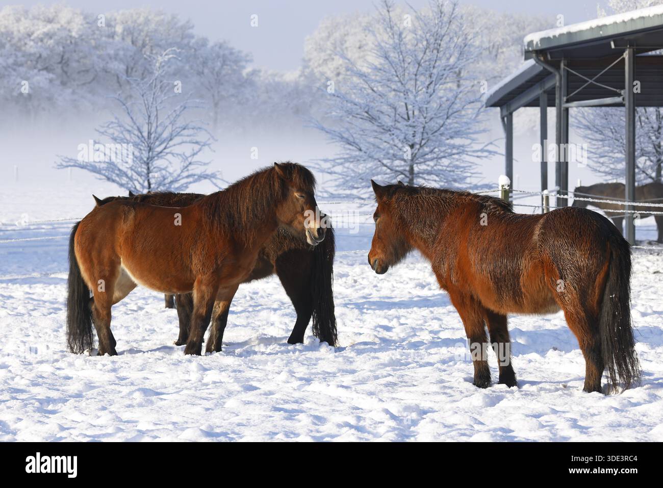 Islandpferde (Equus islandicus) stehen im Winter entspannt auf einer schneebedeckten Wiese, Schleswig-Holstein, Deutschland Stockfoto
