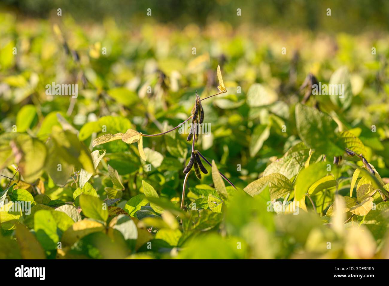 Sojabohnenschoten gruppieren sich zwischen Blättern, Licht am späten Nachmittag, das weiche Schatten wirft, mittlere Perspektive zeigt gesundes Laub und sich entwickelnde Schoten, übertragen Stockfoto