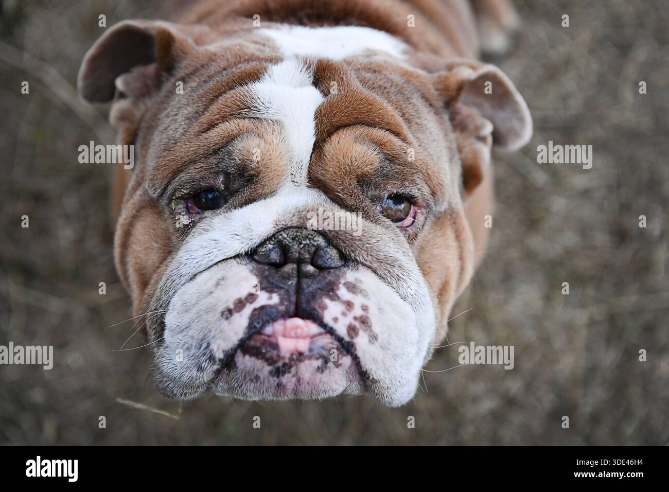 Nahaufnahme einer braunen und weißen Bulldogge, die nach oben schaut. Stockfoto