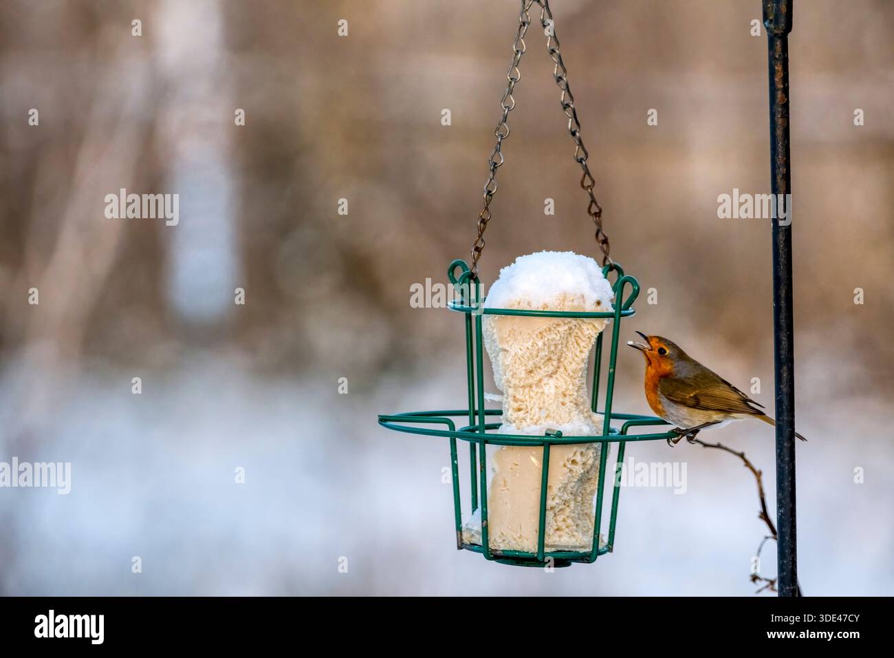 Januar 2026. Robin, Erithacus rubecula, ernährt sich von einem Fettfutter in einem Norfolk-Garten nach neuem Schneefall. Stockfoto
