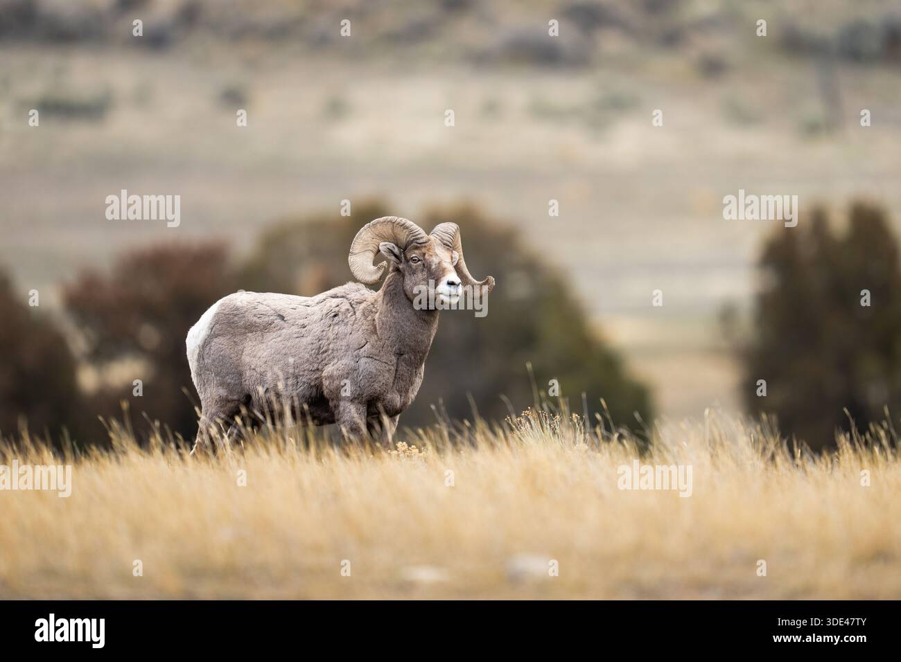 Majestätisches Bighorn-RAM auf goldenem Grasland mit Rolling H Stockfoto