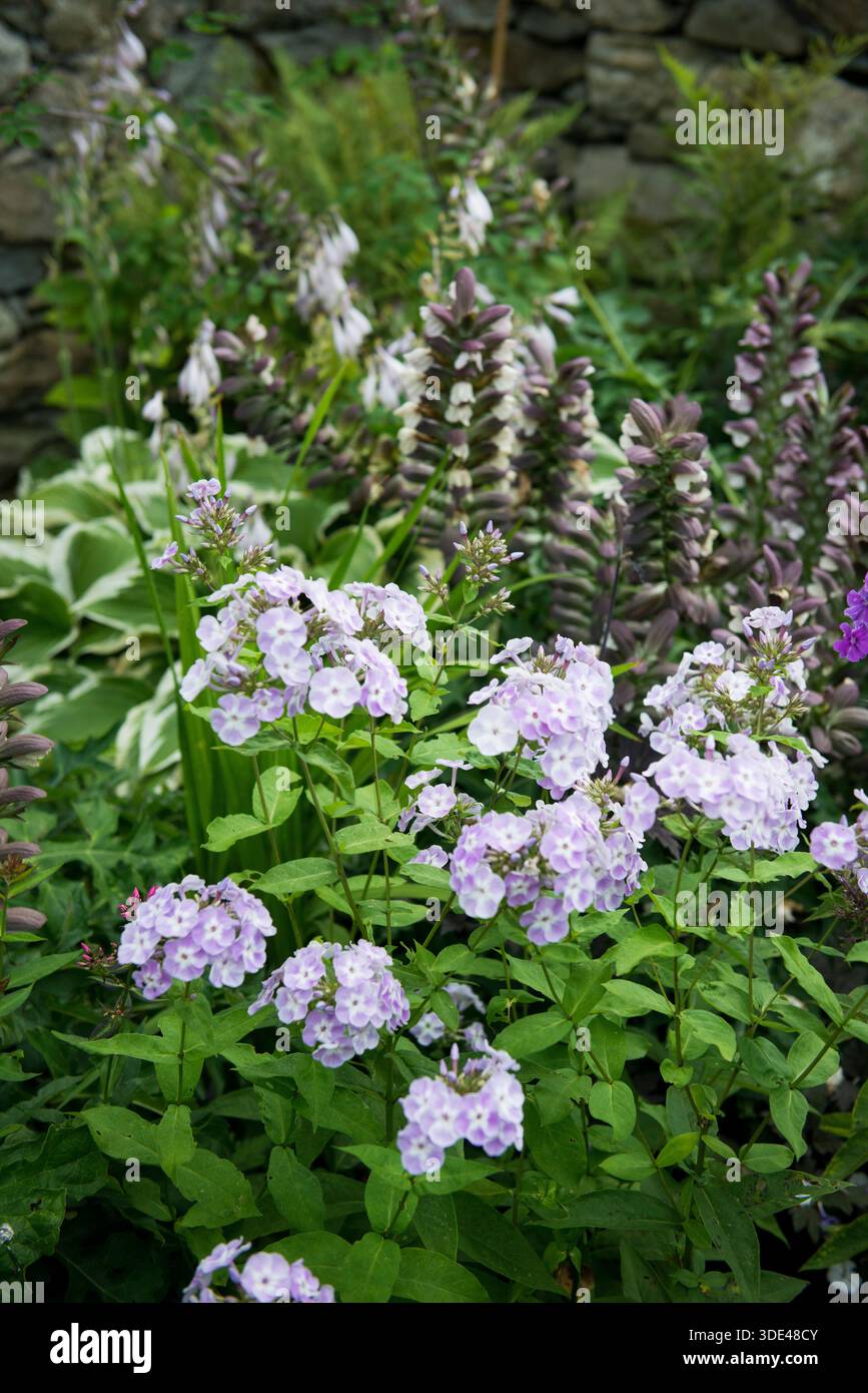Violettes Phlox und gemischte Stauden im Gartenbett Stockfoto