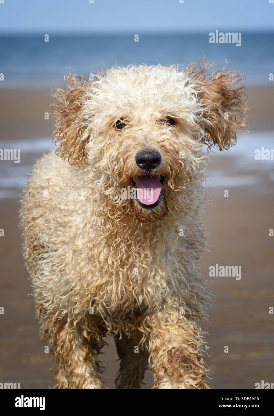 Ein wunderschöner aprikosenfarbener Labradoodle-Hund, der glücklich am Strand in Blackpool, Lancashire, Großbritannien spielt Stockfoto