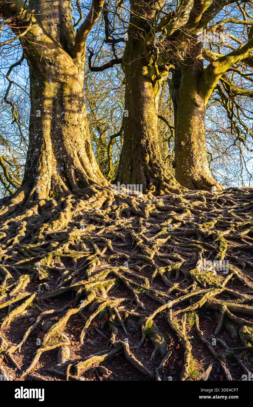 Große Bäume mit exponierten Wurzeln auf einem Hügel, Sonnenlicht beleuchtet die Szene, zeigt das komplizierte Wurzelsystem und den strukturierten Boden Stockfoto
