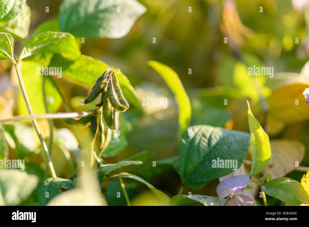 Sojabohnenschoten mit strukturierten Haaren und engem Fokus, die Oberflächendetails und feine Trichome offenbaren, die geringe Tiefe des Feldes schafft künstlerisches botanisches Textu Stockfoto
