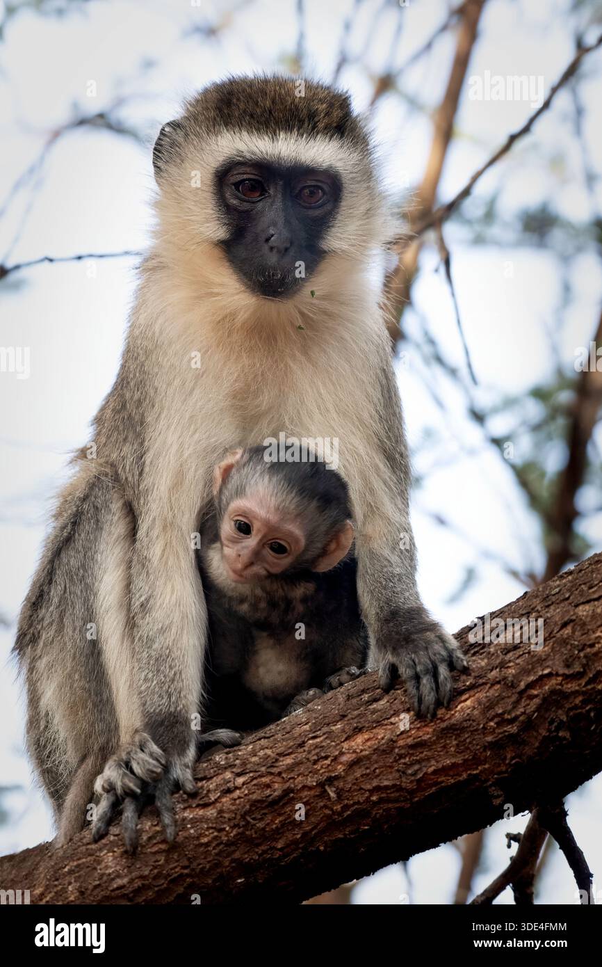 Vervet Monkey, Chlorocebus pygerythrus, Cercopithecidae, Amboseli National Park, Kenia, Afrika Stockfoto