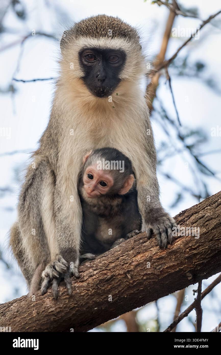 Vervet Monkey, Chlorocebus pygerythrus, Cercopithecidae, Amboseli National Park, Kenia, Afrika Stockfoto