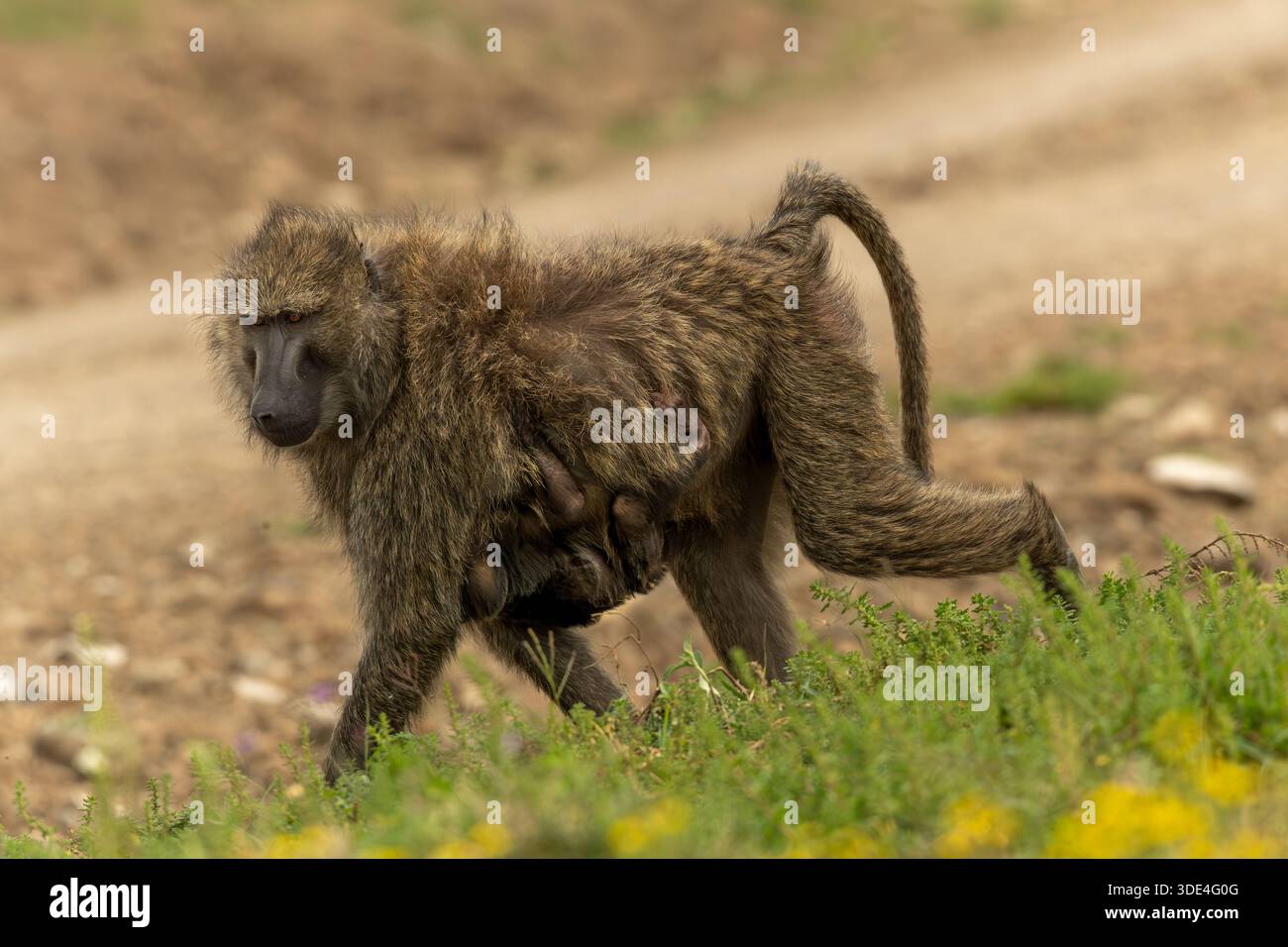 Olivenpaan, Papio anubis, Cercopithecinae, Nakuru-Nationalpark, Kenia, Afrika Stockfoto