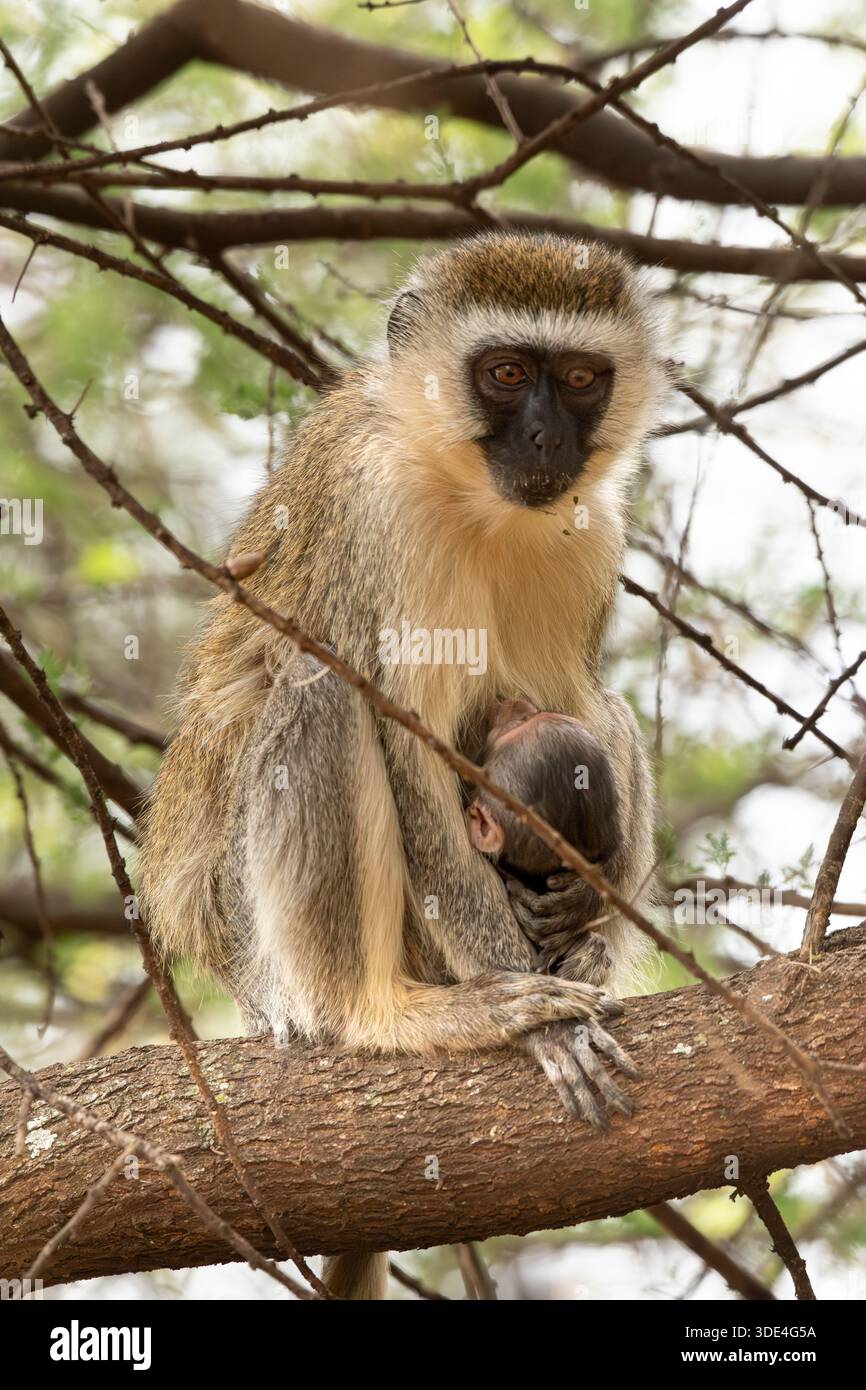 Vervet Monkey, Chlorocebus pygerythrus, Cercopithecidae, Amboseli National Park, Kenia, Afrika Stockfoto