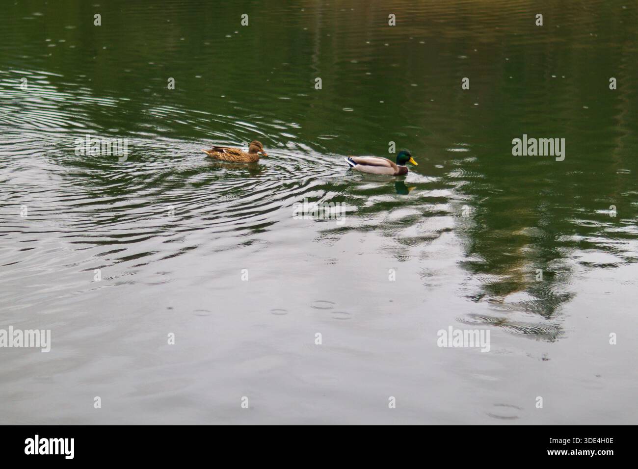 Eine friedliche Szene mit einem Paar Stockenten, die über die glatte Oberfläche eines Teichs gleiten. Stockfoto