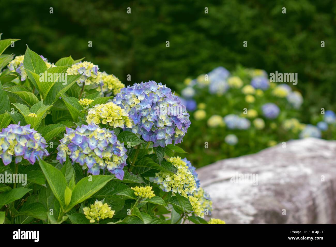 Hellgrüne Hortensie-Sträucher, bedeckt mit blauen und violetten Blumenköpfen und gelben Knospen in einer Gartenumgebung. Üppige Ziersträucher, farbenfrohe Sommer l Stockfoto