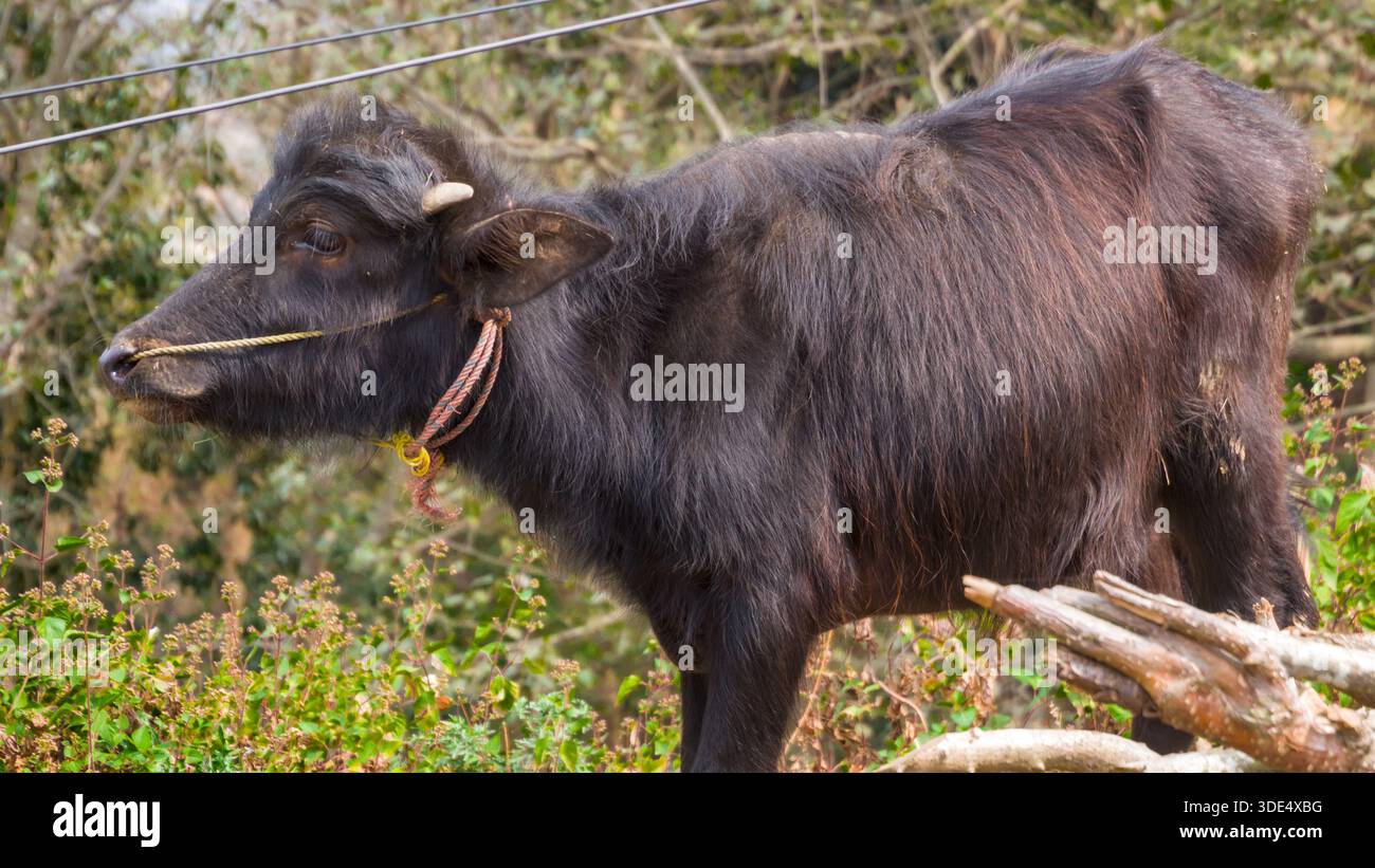 Ein Schwarzwasserbüffel (Bubalus bubalis) steht auf einer Weide, die von Vegetation umgeben ist und ländliches Vieh und landwirtschaftliches Leben repräsentiert. Stockfoto