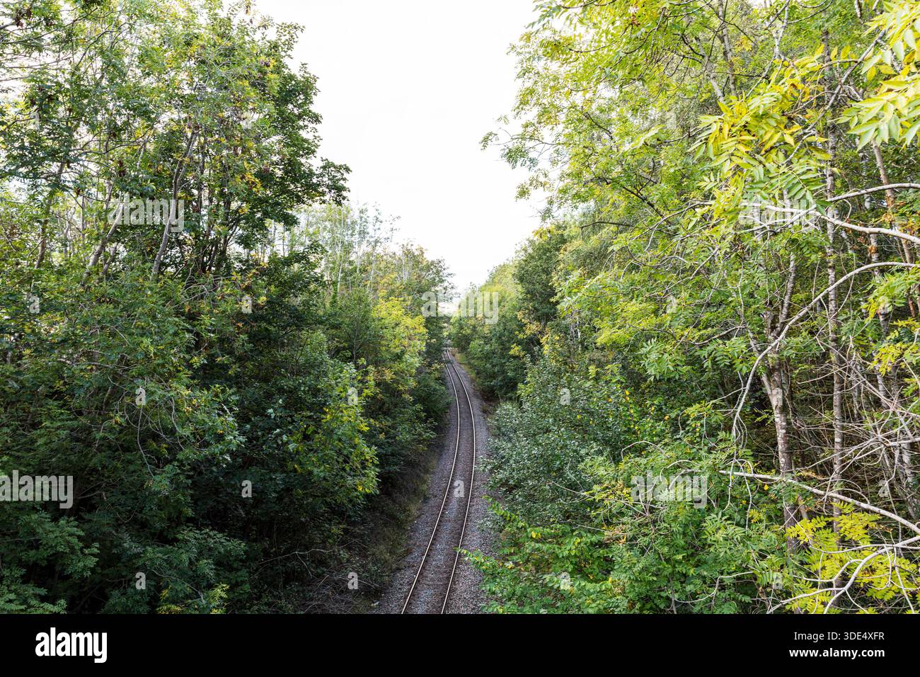 Skipton, Airedale Line Railway Path durch üppigen Wald, skipton, yorkshire, Eisenbahn, Wald, Sonnenlicht, Natur, Schienen, Himmel, Wolken, Bäume, Sommer, Schiene, Stockfoto