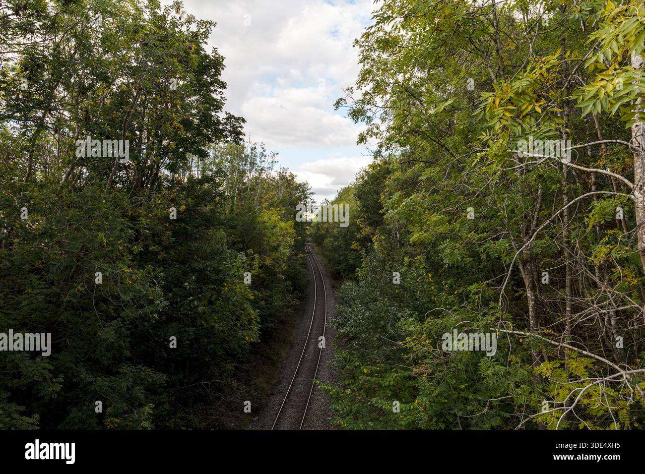 Skipton, Airedale Line Railway Path durch üppigen Wald, skipton, yorkshire, Eisenbahn, Wald, Sonnenlicht, Natur, Schienen, Himmel, Wolken, Bäume, Sommer, Schiene, Stockfoto