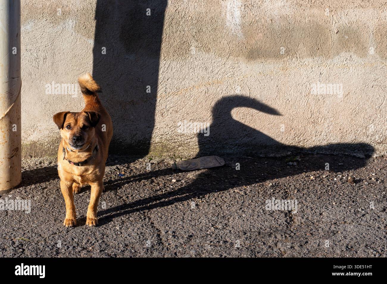 Haustier Am Morgen. Porträt des Hundes. Stockfoto