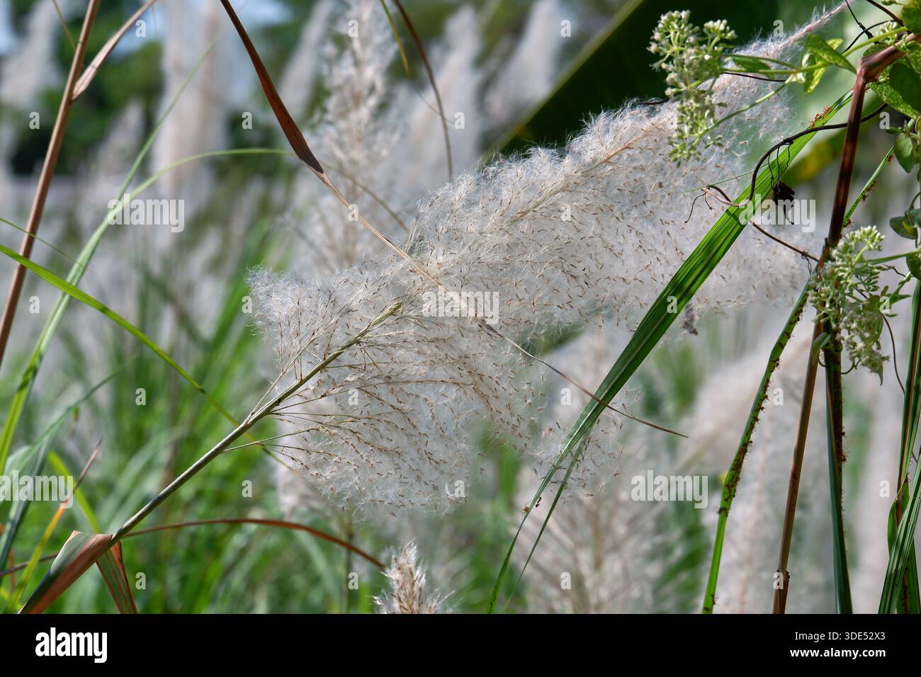 Der Rahmen wird von weißen Pampas-Grasblüten aus der Nähe gefüllt, wobei sich Stiele und Federn überlagern und unscharfes grünes Laub bilden. Stockfoto