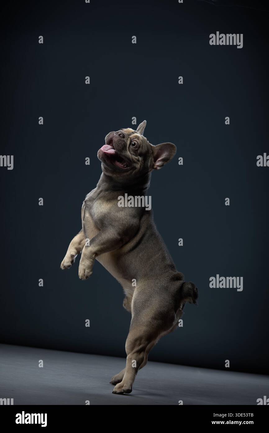 Die französische Bulldog wird mitten im Sprung auf ihren Hinterbeinen vor einem Studio-Hintergrund gefangen. Zunge und Pfoten werden in einer spielerischen Aktion gestreckt. Stockfoto