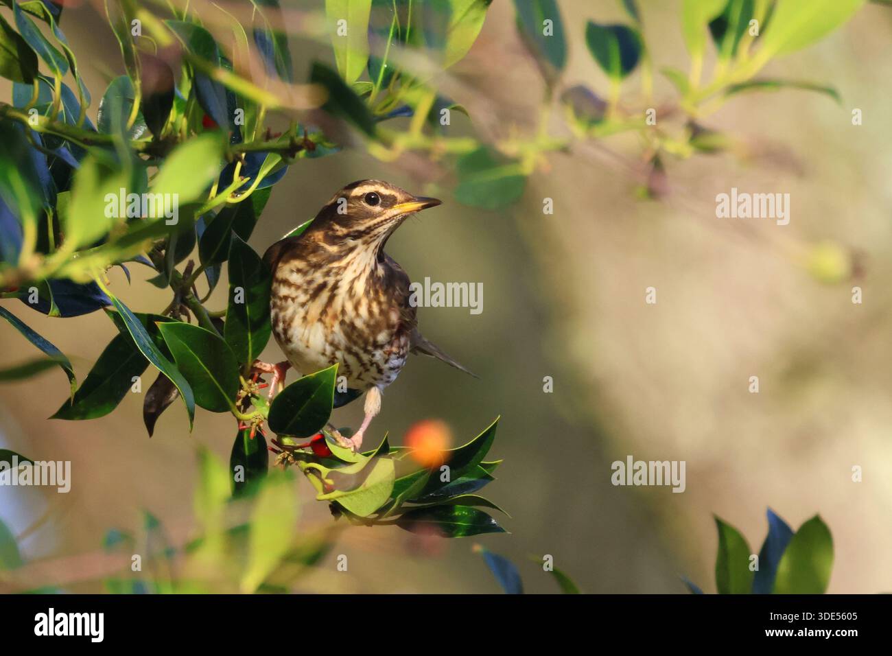 Rotflügel, Turdus iliacus, im Winter in einem Stechpalmen-Baum. Norfolk, England. Stockfoto