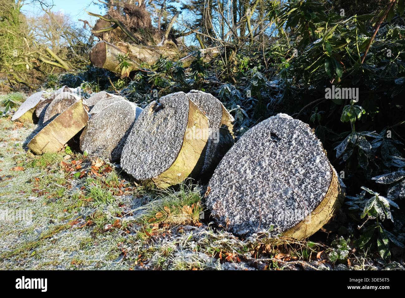 Geschnittene Baumstamm-Stämme, gestapelt und mit gefrorenem Frost bedeckt, im Winter Januar 2026 Großbritannien Stockfoto